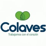 Colaves